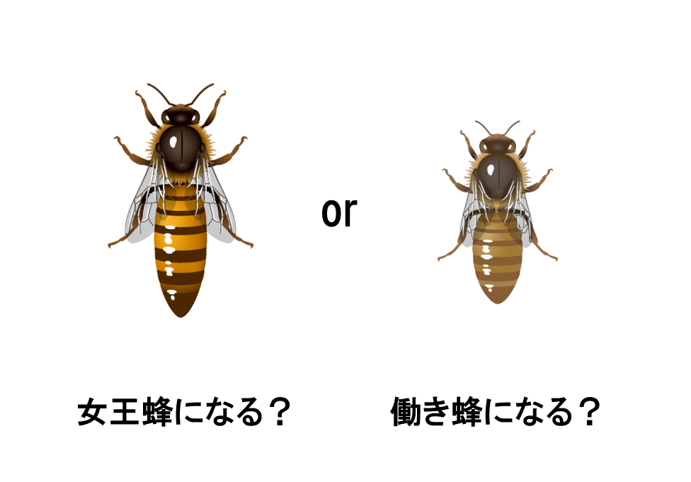 同じ遺伝子を持つ幼虫から働き蜂と形態・機能の異なる女王蜂になるのはどうして？